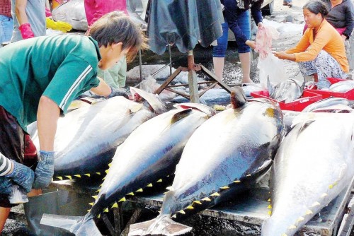 “Giữ màu đỏ của biển”: Chuyện nghề cá ngừ ở Phú Yên